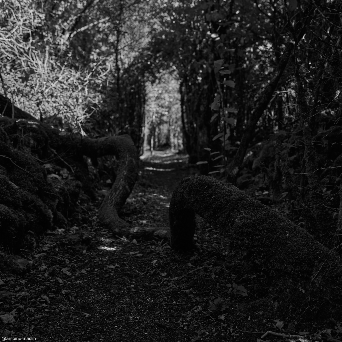 Antoine-Maslin_2024_09_16-11-1200x1200 Causses et Cévénnes