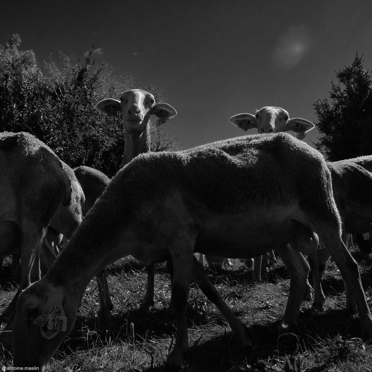 Antoine-Maslin_2024_09_16-5-1200x1200 Causses et Cévénnes
