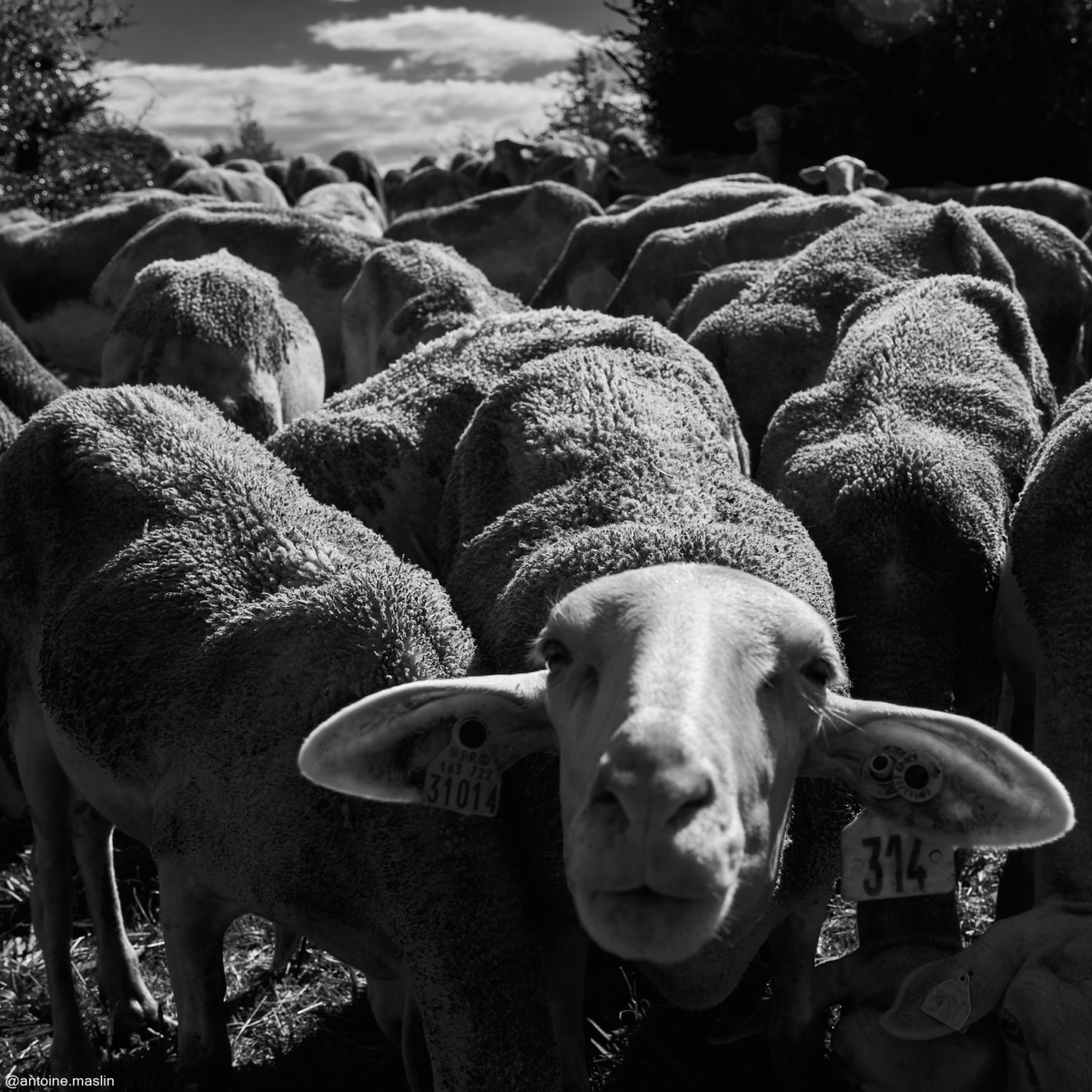 Antoine-Maslin_2024_09_16-6-1200x1200 Causses et Cévénnes