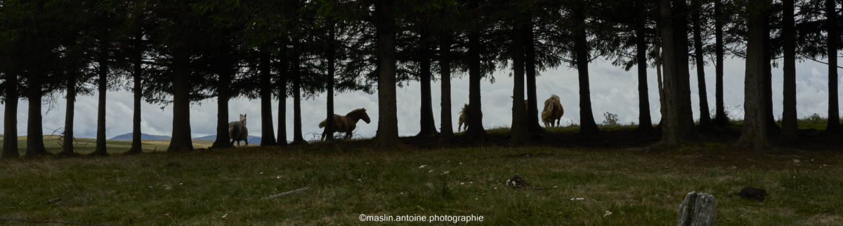 gtva_2025_07_27_MA_4719-1200x323 %page GTVA - Grande Traversée des Volcans d'Auvergne 