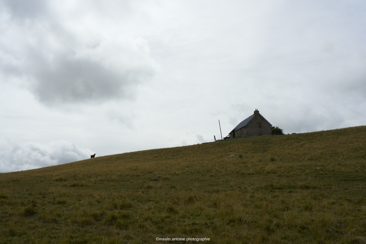 gtva_2025_07_27_MA_4721-1200x800 %page GTVA - Grande Traversée des Volcans d'Auvergne 